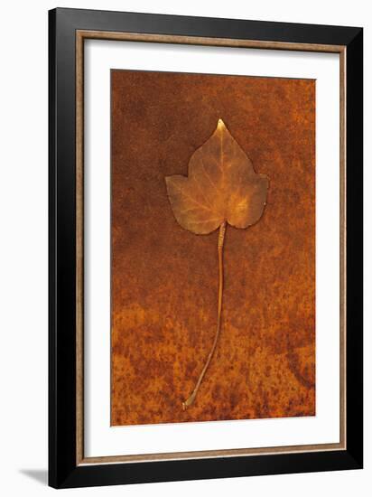 Close Up of Brown Autumn Or Winter Leaf of Ivy Or Hedera Helix Lying On Rusty Metal Sheet-Den Reader-Framed Photographic Print