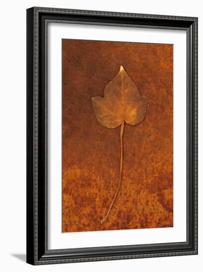 Close Up of Brown Autumn Or Winter Leaf of Ivy Or Hedera Helix Lying On Rusty Metal Sheet-Den Reader-Framed Photographic Print