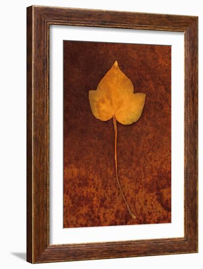 Close Up of Brown Autumn Or Winter Leaf of Ivy Or Hedera Helix Lying On Rusty Metal Sheet-Den Reader-Framed Photographic Print