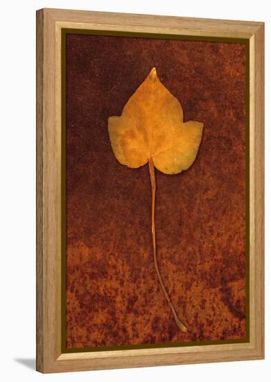 Close Up of Brown Autumn Or Winter Leaf of Ivy Or Hedera Helix Lying On Rusty Metal Sheet-Den Reader-Framed Premier Image Canvas