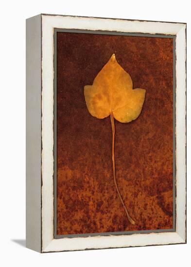 Close Up of Brown Autumn Or Winter Leaf of Ivy Or Hedera Helix Lying On Rusty Metal Sheet-Den Reader-Framed Premier Image Canvas