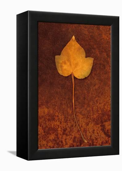 Close Up of Brown Autumn Or Winter Leaf of Ivy Or Hedera Helix Lying On Rusty Metal Sheet-Den Reader-Framed Premier Image Canvas