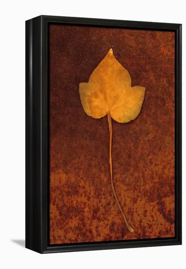 Close Up of Brown Autumn Or Winter Leaf of Ivy Or Hedera Helix Lying On Rusty Metal Sheet-Den Reader-Framed Premier Image Canvas