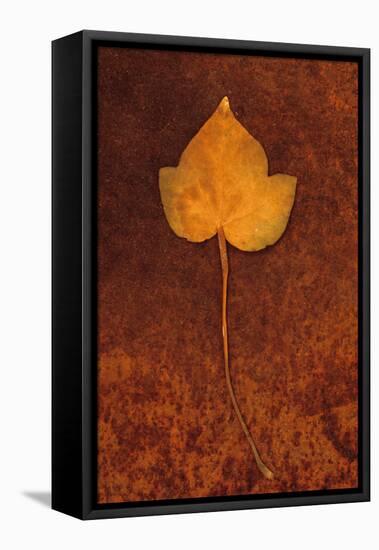 Close Up of Brown Autumn Or Winter Leaf of Ivy Or Hedera Helix Lying On Rusty Metal Sheet-Den Reader-Framed Premier Image Canvas