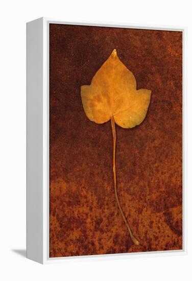 Close Up of Brown Autumn Or Winter Leaf of Ivy Or Hedera Helix Lying On Rusty Metal Sheet-Den Reader-Framed Premier Image Canvas