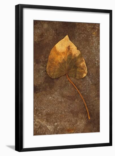 Close Up of Brown Autumn Or Winter Leaf of Ivy Or Hedera Helix Lying On Tarnished Metal-Den Reader-Framed Photographic Print