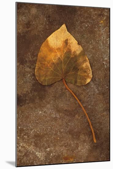 Close Up of Brown Autumn Or Winter Leaf of Ivy Or Hedera Helix Lying On Tarnished Metal-Den Reader-Mounted Photographic Print