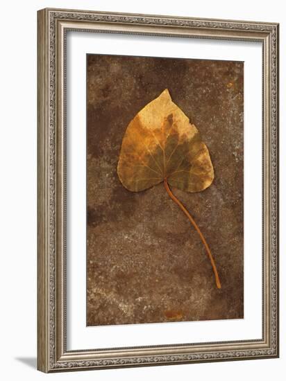 Close Up of Brown Autumn Or Winter Leaf of Ivy Or Hedera Helix Lying On Tarnished Metal-Den Reader-Framed Photographic Print