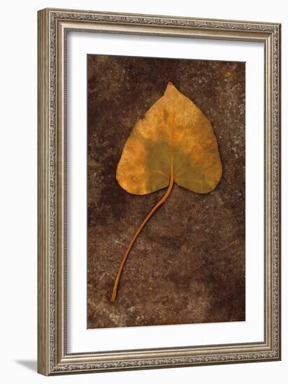 Close Up of Brown Autumn Or Winter Leaf of Ivy Or Hedera Helix Lying On Tarnished Metal-Den Reader-Framed Photographic Print