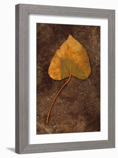 Close Up of Brown Autumn Or Winter Leaf of Ivy Or Hedera Helix Lying On Tarnished Metal-Den Reader-Framed Photographic Print