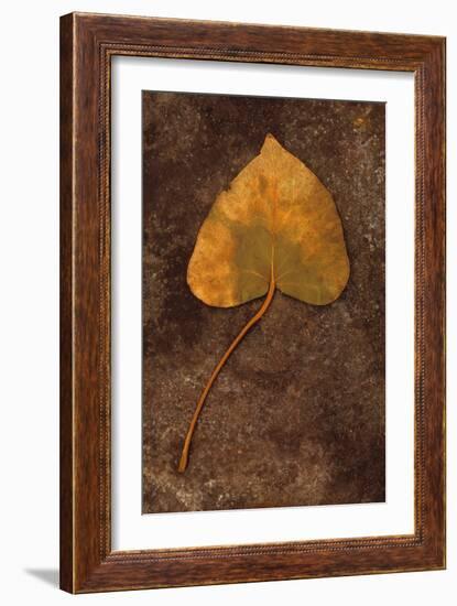 Close Up of Brown Autumn Or Winter Leaf of Ivy Or Hedera Helix Lying On Tarnished Metal-Den Reader-Framed Photographic Print