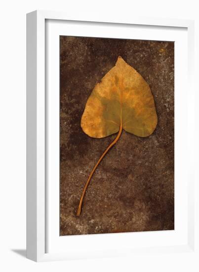 Close Up of Brown Autumn Or Winter Leaf of Ivy Or Hedera Helix Lying On Tarnished Metal-Den Reader-Framed Photographic Print