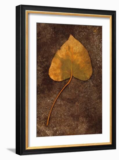 Close Up of Brown Autumn Or Winter Leaf of Ivy Or Hedera Helix Lying On Tarnished Metal-Den Reader-Framed Photographic Print