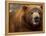 Close-up of Brown Bear-Elizabeth DeLaney-Framed Premier Image Canvas