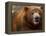 Close-up of Brown Bear-Elizabeth DeLaney-Framed Premier Image Canvas