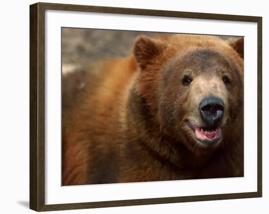 Close-up of Brown Bear-Elizabeth DeLaney-Framed Photographic Print