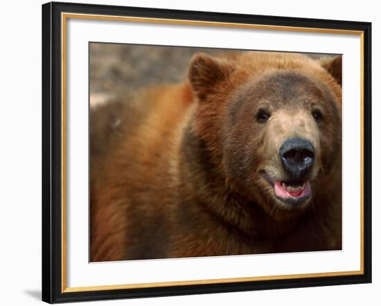 Close-up of Brown Bear-Elizabeth DeLaney-Framed Photographic Print