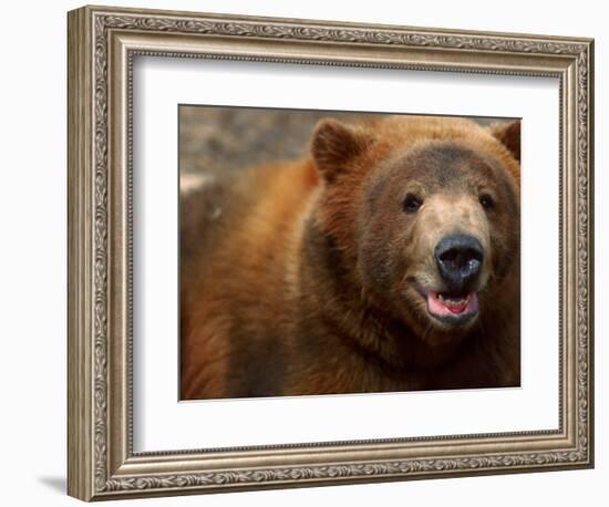 Close-up of Brown Bear-Elizabeth DeLaney-Framed Photographic Print