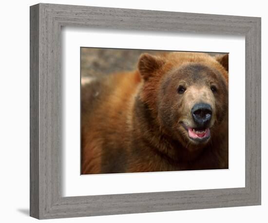 Close-up of Brown Bear-Elizabeth DeLaney-Framed Photographic Print