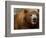 Close-up of Brown Bear-Elizabeth DeLaney-Framed Photographic Print