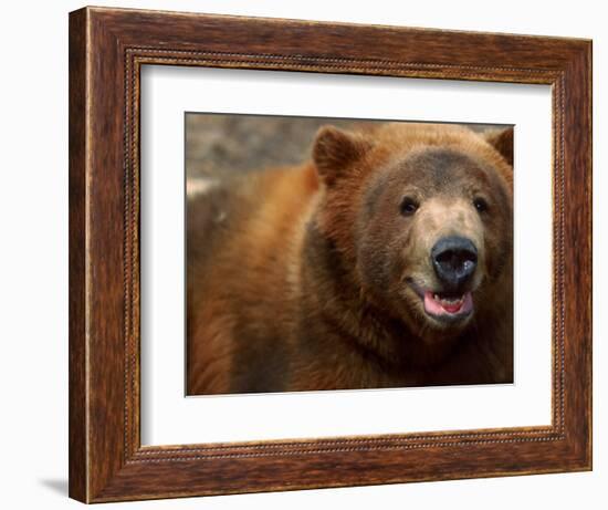 Close-up of Brown Bear-Elizabeth DeLaney-Framed Photographic Print