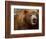 Close-up of Brown Bear-Elizabeth DeLaney-Framed Photographic Print