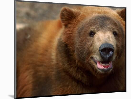 Close-up of Brown Bear-Elizabeth DeLaney-Mounted Photographic Print