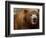 Close-up of Brown Bear-Elizabeth DeLaney-Framed Photographic Print