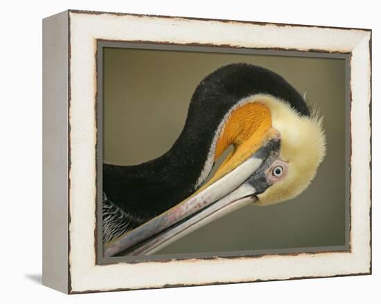 Close-up of Brown Pelican Preening, La Jolla, California, USA-Arthur Morris-Framed Premier Image Canvas