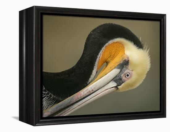 Close-up of Brown Pelican Preening, La Jolla, California, USA-Arthur Morris-Framed Premier Image Canvas