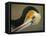 Close-up of Brown Pelican Preening, La Jolla, California, USA-Arthur Morris-Framed Premier Image Canvas