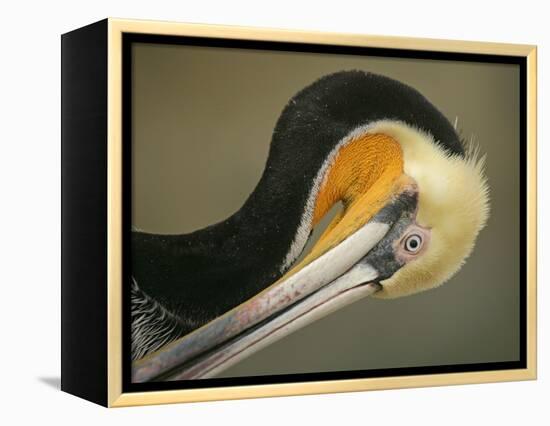 Close-up of Brown Pelican Preening, La Jolla, California, USA-Arthur Morris-Framed Premier Image Canvas