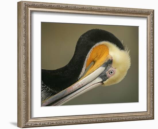 Close-up of Brown Pelican Preening, La Jolla, California, USA-Arthur Morris-Framed Photographic Print