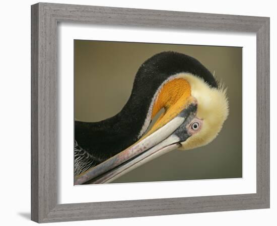 Close-up of Brown Pelican Preening, La Jolla, California, USA-Arthur Morris-Framed Photographic Print