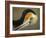 Close-up of Brown Pelican Preening, La Jolla, California, USA-Arthur Morris-Framed Photographic Print