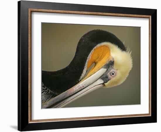 Close-up of Brown Pelican Preening, La Jolla, California, USA-Arthur Morris-Framed Photographic Print