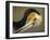 Close-up of Brown Pelican Preening, La Jolla, California, USA-Arthur Morris-Framed Photographic Print