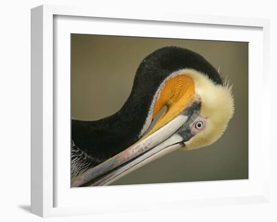 Close-up of Brown Pelican Preening, La Jolla, California, USA-Arthur Morris-Framed Photographic Print