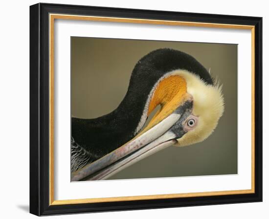 Close-up of Brown Pelican Preening, La Jolla, California, USA-Arthur Morris-Framed Photographic Print