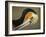 Close-up of Brown Pelican Preening, La Jolla, California, USA-Arthur Morris-Framed Photographic Print