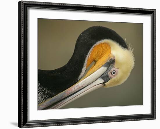 Close-up of Brown Pelican Preening, La Jolla, California, USA-Arthur Morris-Framed Photographic Print