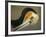 Close-up of Brown Pelican Preening, La Jolla, California, USA-Arthur Morris-Framed Photographic Print