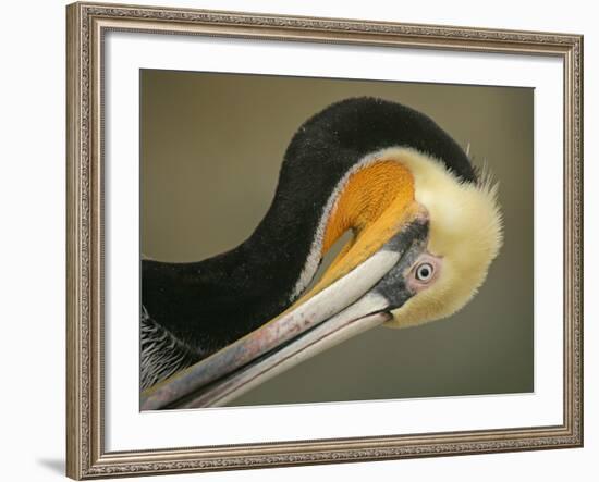 Close-up of Brown Pelican Preening, La Jolla, California, USA-Arthur Morris-Framed Photographic Print