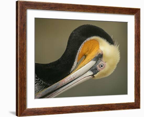 Close-up of Brown Pelican Preening, La Jolla, California, USA-Arthur Morris-Framed Photographic Print