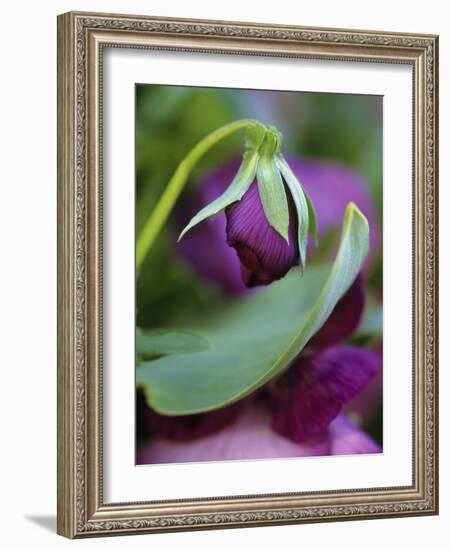 Close-up of Bud Opening in Spring-Nancy Rotenberg-Framed Photographic Print