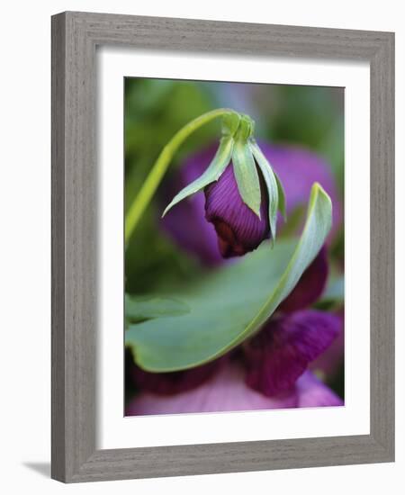 Close-up of Bud Opening in Spring-Nancy Rotenberg-Framed Photographic Print