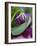 Close-up of Bud Opening in Spring-Nancy Rotenberg-Framed Photographic Print