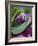 Close-up of Bud Opening in Spring-Nancy Rotenberg-Framed Photographic Print