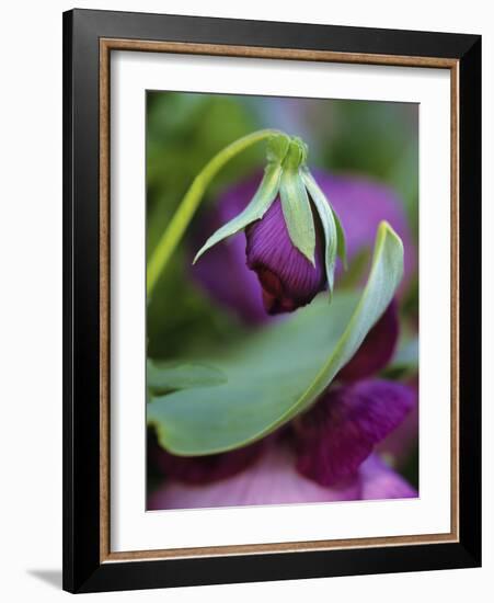 Close-up of Bud Opening in Spring-Nancy Rotenberg-Framed Photographic Print