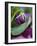 Close-up of Bud Opening in Spring-Nancy Rotenberg-Framed Photographic Print